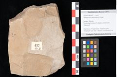Foto (Objekt + Etikett) von Sparganium acheronticum Unger (NHMW-GEO-2024-0188-0437)